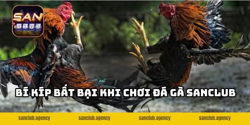 Bí kíp bất bại khi chơi đá gà SANCLUB