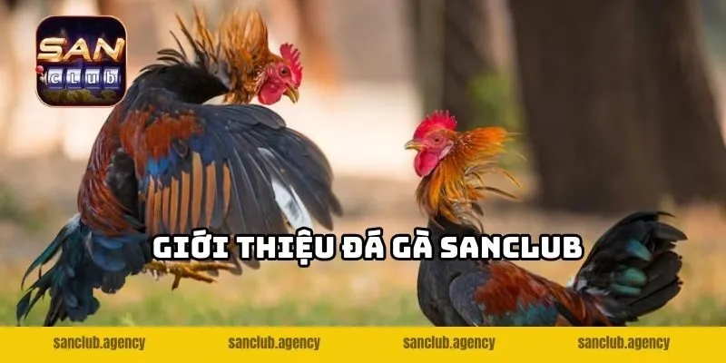 Giới thiệu đá gà SANCLUB