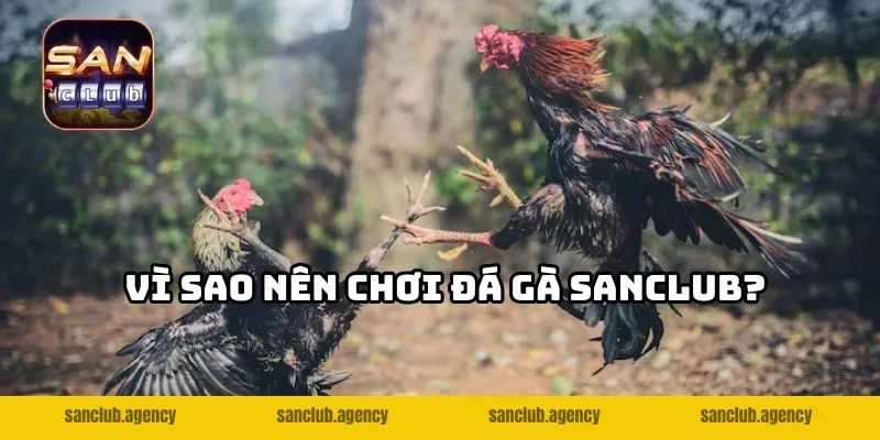 Vì sao nên chơi đá gà SANCLUB?